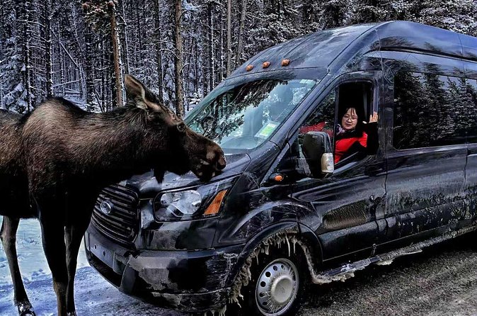 Shuttle from Banff or Canmore to Moraine Lake and Lake Louise - The driver and the feel of the ride