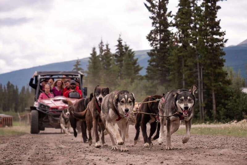 Skagway: Yukon Dog Mushing & Sightseeing Tour - My verdict: book it with one important question