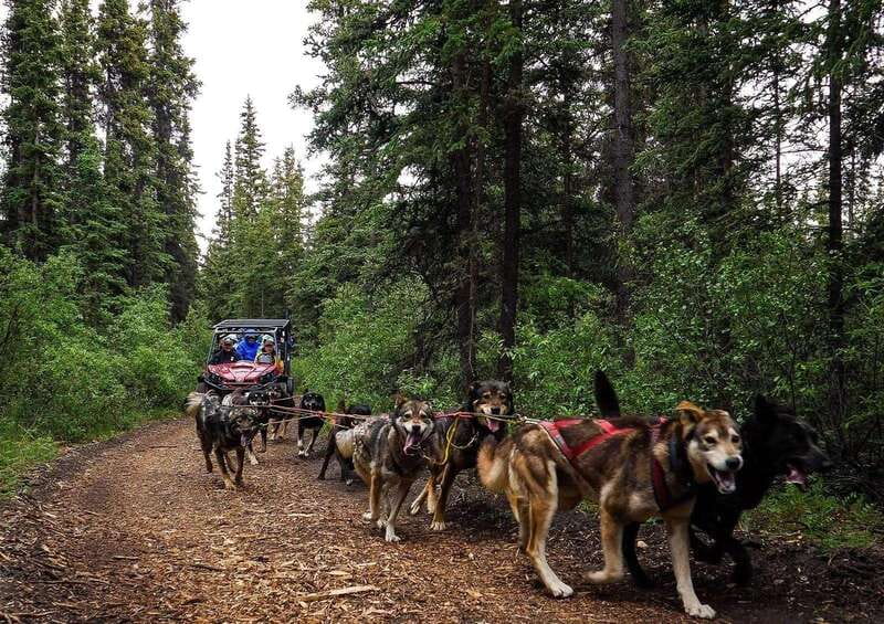 Skagway: Yukon Dog Mushing & Sightseeing Tour - Meeting the sled dogs at Caribou Crossing
