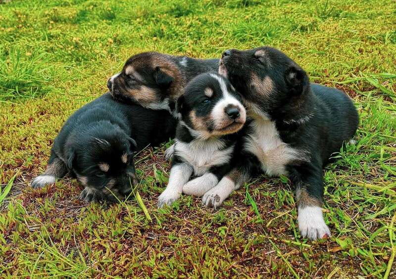 Skagway: Yukon Dog Mushing & Sightseeing Tour - What the 30-minute dog ride is really like