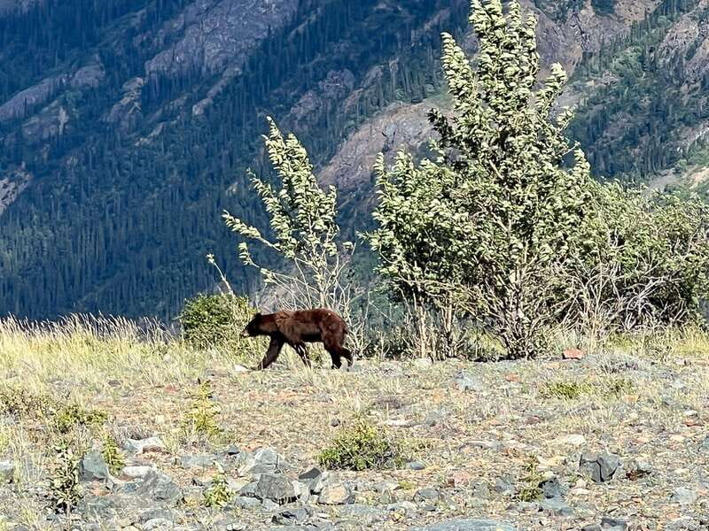 Skagway: Yukon Dog Mushing & Sightseeing Tour - Who should book this Yukon outing?