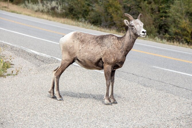 Smartphone Audio Driving Tour between Banff and Calgary - Lake Louise and the famous stops