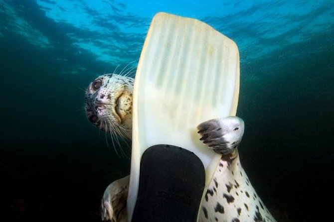 Snorkel, Kayak, and Seal Adventure: Vancouver Boat Tour - Key details before you book
