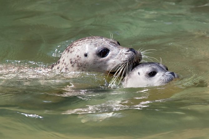 Snorkel, Kayak, and Seal Adventure: Vancouver Boat Tour - Soup, hot chocolate, and the ride home