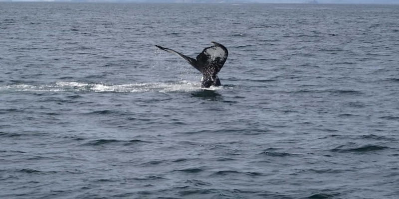 St Johns Premium Tour with Iceberg Quest Boat Cruise - Should you book it?