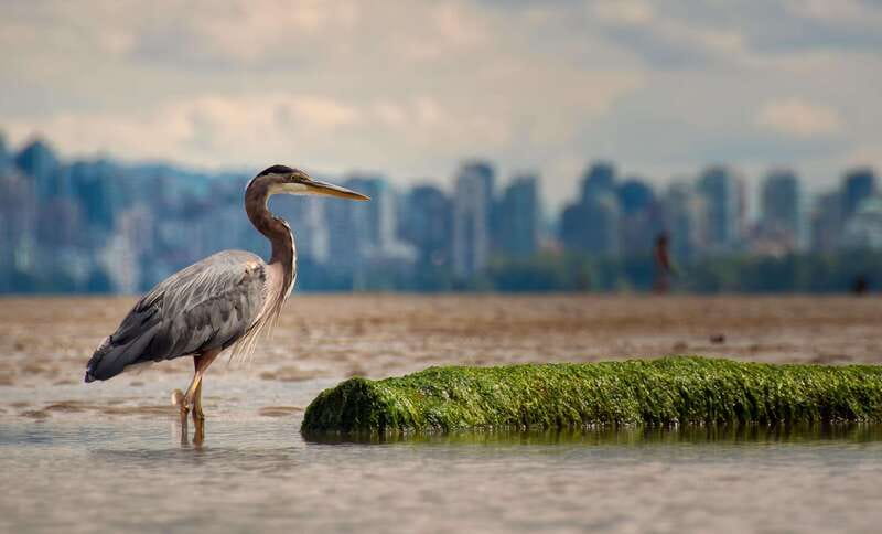 Stanley Park Self Guided Bike Tour - The Vancouver Aquarium stop