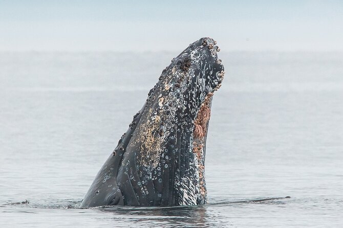 Summer Whale Watching Tour in a Zodiac Boat in Victoria - A Zodiac trip that gets you close to Victoria’s wildlife
