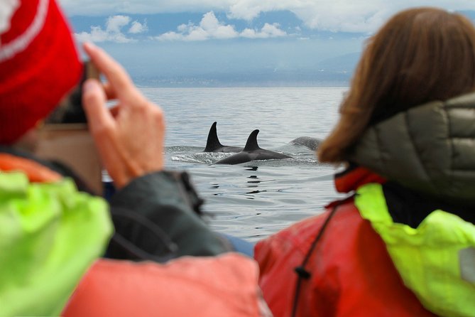 Summer Whale Watching Tour in a Zodiac Boat in Victoria - The honest tradeoff: excitement versus comfort