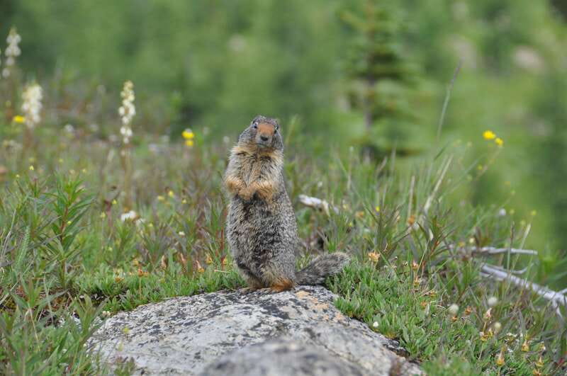 Sunshine Meadows Daily Guided Hike with Gondola - The 8:20 a.m. start from Banff