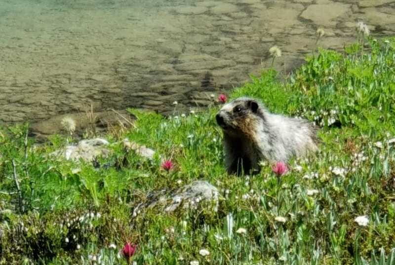 Sunshine Meadows Daily Guided Hike with Gondola - Lunch and what to carry