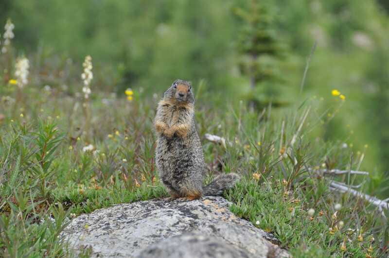 Sunshine Meadows Daily Guided Hike with Gondola - Who should book this hike