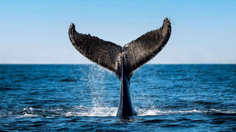 Tadoussac/Charlevoix: 3-Hour Whale Watching Boat Tour - What makes this whale cruise special