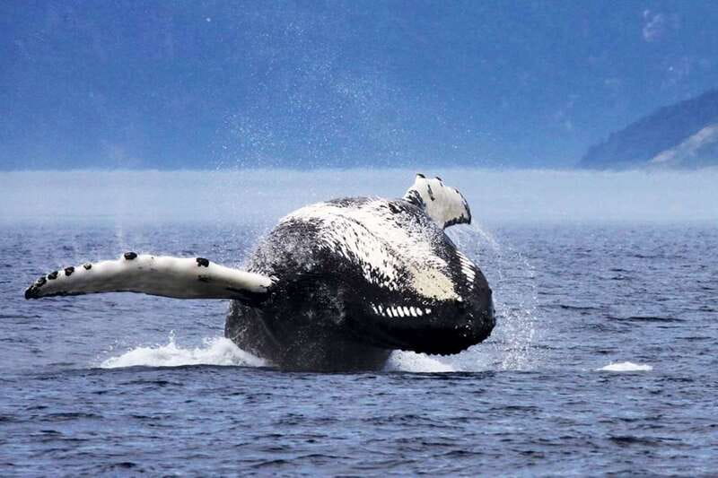 Tadoussac/Charlevoix: 3-Hour Whale Watching Boat Tour - Who should book this cruise?