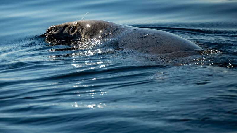 Tadoussac/Charlevoix: 3-Hour Whale Watching Boat Tour - Choosing Tadoussac or Baie-Sainte-Catherine