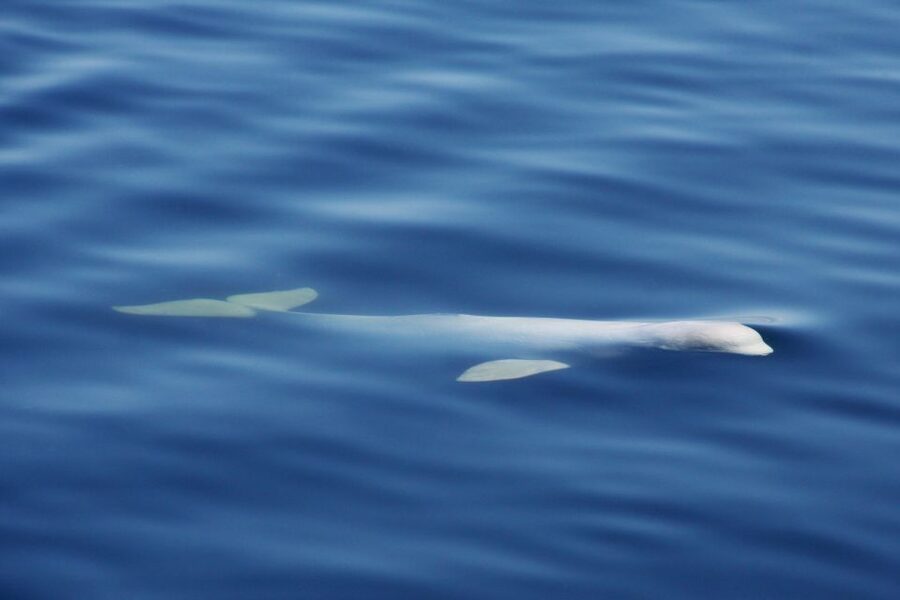 Tadoussac/Charlevoix: 3-Hour Whale Watching Boat Tour - What the naturalist guides add