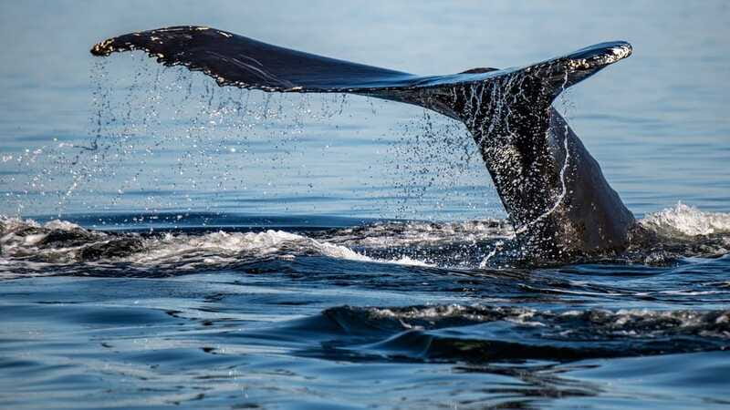 Tadoussac/Charlevoix: 3-Hour Whale Watching Boat Tour - Wildlife, distance, and realistic expectations
