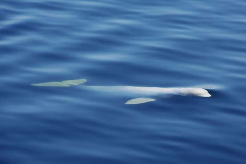 Tadoussac/Charlevoix: 3-Hour Whale Watching Boat Tour - Is $122 a fair price?