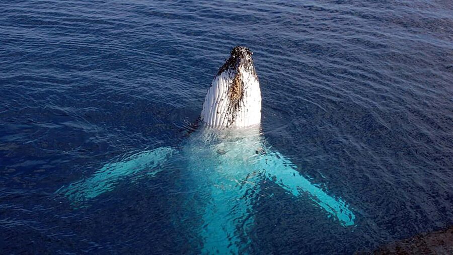 Tadoussac/Charlevoix: VIP Lounge OR UpperDeck Whale Watching - Key points at a glance