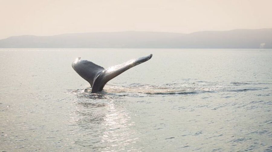 Tadoussac/Charlevoix: VIP Lounge OR UpperDeck Whale Watching - How to prepare for changing conditions