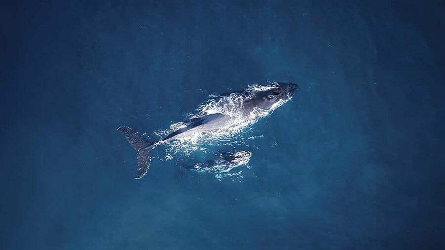 Tadoussac/Charlevoix: VIP Lounge OR UpperDeck Whale Watching - Choosing between the Upper Deck and VIP Lounge