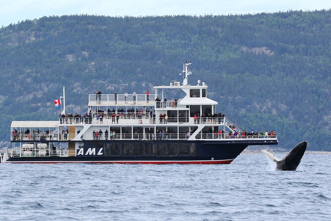Tadoussac/Charlevoix: Whale Watching Tour - Key points to know before you book