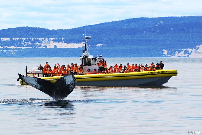 Tadoussac/Charlevoix: Whale Watching Tour - Why the Saguenay and St. Lawrence meet here