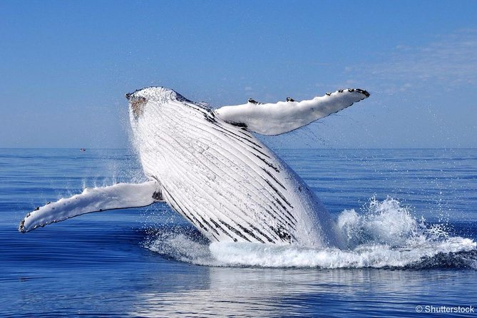 Tadoussac/Charlevoix: Whale Watching Tour - What the naturalist adds to the ride