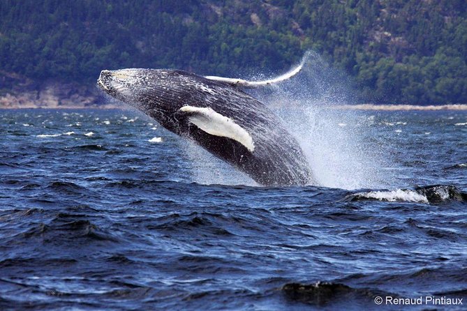 Tadoussac/Charlevoix: Whale Watching Tour - What a typical outing feels like