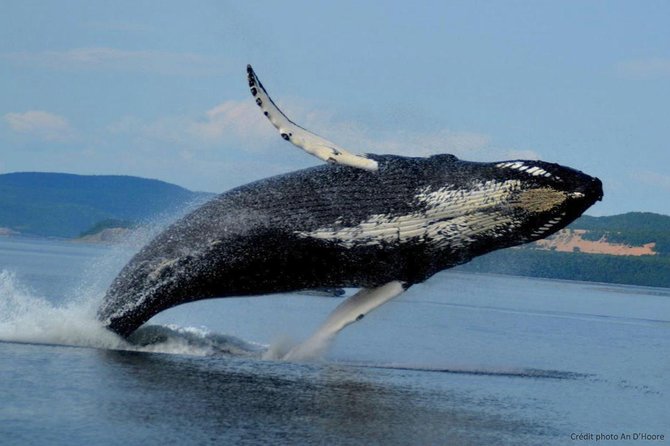 Tadoussac/Charlevoix: Whale Watching Tour - Practical tips for a better whale watch