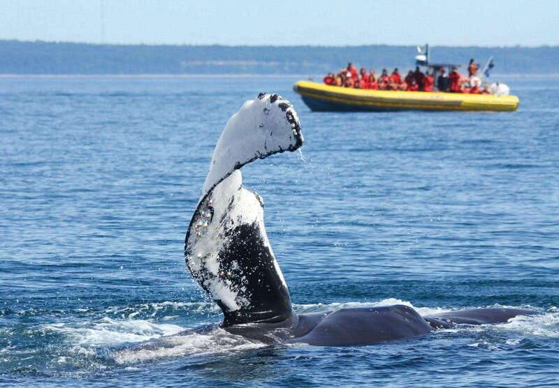 Tadoussac/Charlevoix: Whale Watching Tour & Bear Observation - Key points to know
