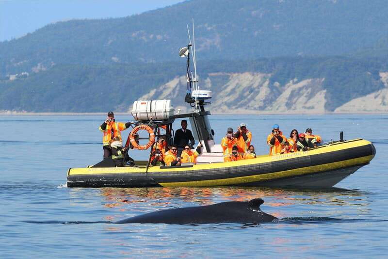 Tadoussac/Charlevoix: Whale Watching Tour & Bear Observation - Choosing the larger boat or the Zodiac