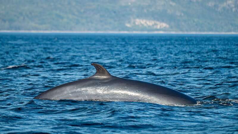 Tadoussac/Charlevoix: Whale Watching Tour & Bear Observation - Whale watching in the Saguenay-St. Lawrence Marine Park