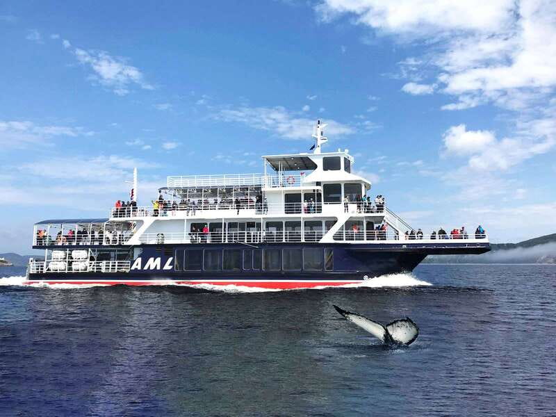 Tadoussac/Charlevoix: Whale Watching Tour & Bear Observation - The whale cruise is the day’s surest highlight
