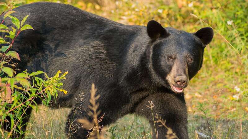 Tadoussac/Charlevoix: Whale Watching Tour & Bear Observation - Getting from the boat to Ferme 5 Étoiles
