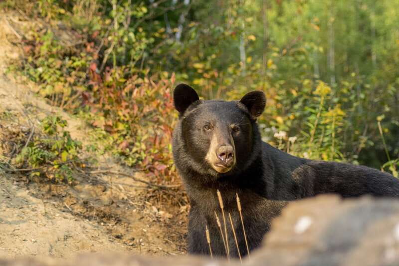 Tadoussac/Charlevoix: Whale Watching Tour & Bear Observation - Setting out from Tadoussac or Baie-Sainte-Catherine