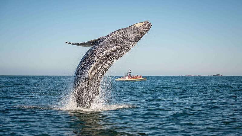 Tadoussac/Charlevoix: Whale Watching Zodiac Tour - Why this Zodiac trip works so well for whale watching