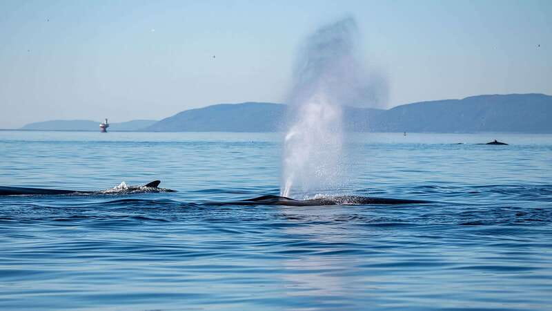 Tadoussac/Charlevoix: Whale Watching Zodiac Tour - What the two to two-and-a-half hours feel like
