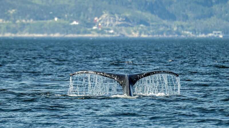 Tadoussac/Charlevoix: Whale Watching Zodiac Tour - The Saguenay Fjord is the scenic bonus