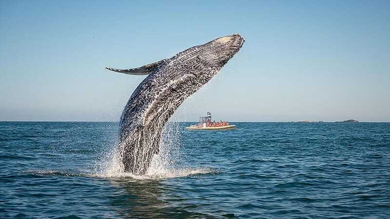 Tadoussac/Charlevoix: Whale Watching Zodiac Tour - Is $98 a good value?
