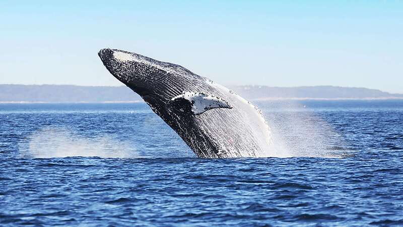 Tadoussac/Charlevoix: Whale Watching Zodiac Tour - Who should choose this outing