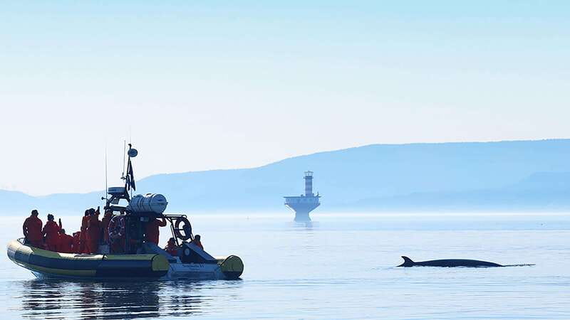Tadoussac/Charlevoix: Whale Watching Zodiac Tour - Booking advice and the final call