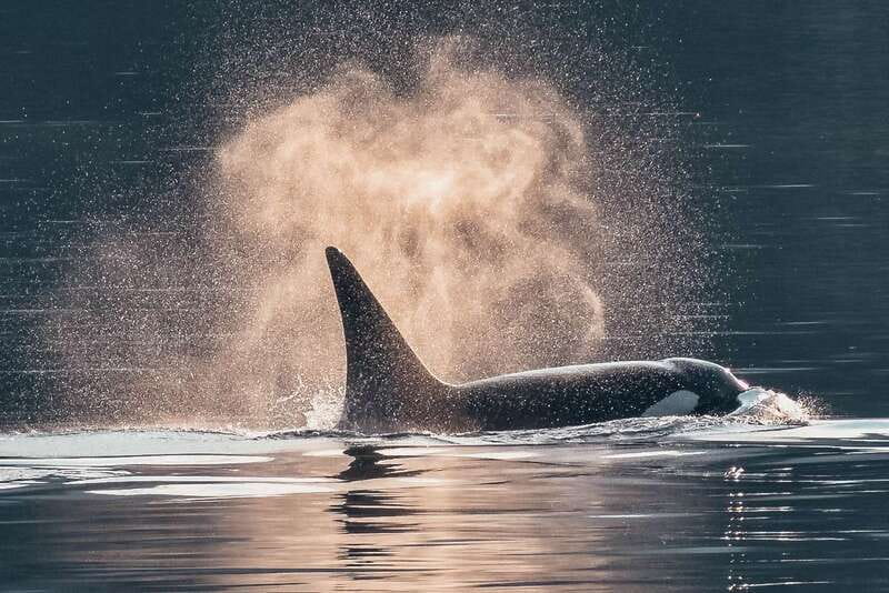 Telegraph Cove: 3-Hour Whale Watching Tour in a Zodiac Boat - Key points to know before you book