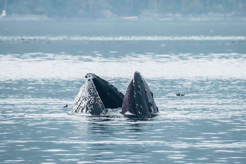 Telegraph Cove: 3-Hour Whale Watching Tour in a Zodiac Boat - The role of the skipper