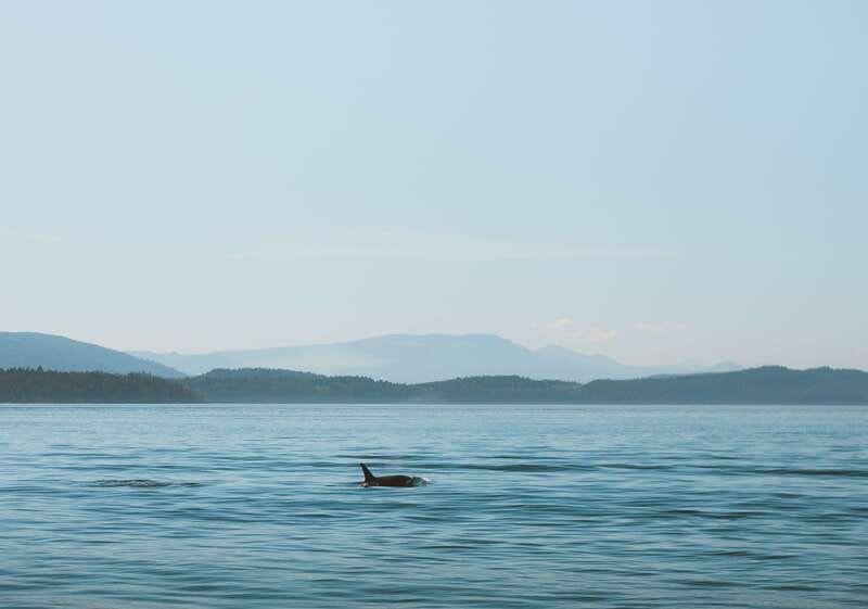 Telegraph Cove: 3-Hour Whale Watching Tour in a Zodiac Boat - The ride is part of the experience