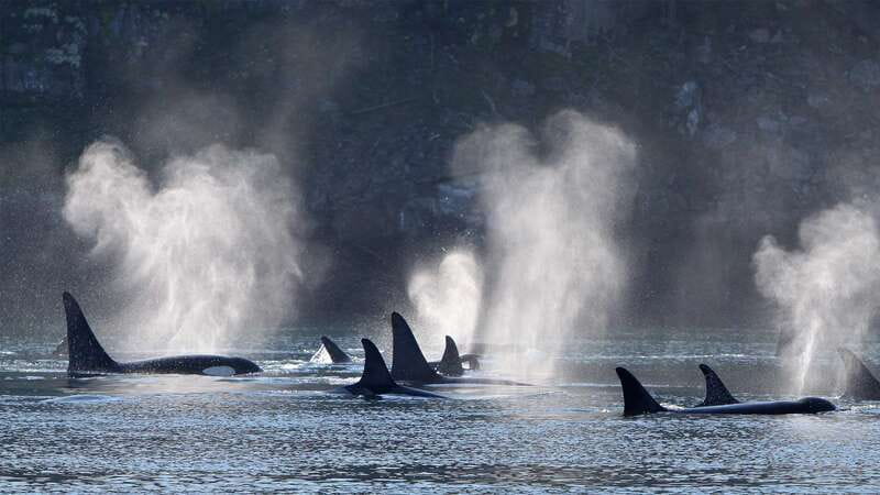 Telegraph Cove: Whale Watching Adventure with Free Photos - Key points at a glance