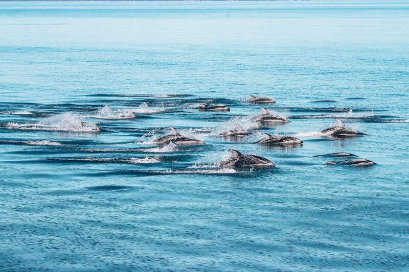 Telegraph Cove: Whale Watching Adventure with Free Photos - Booking details worth knowing