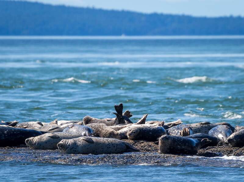 Telegraph Cove: Whale Watching Adventure with Free Photos - Starting at Telegraph Cove Resort