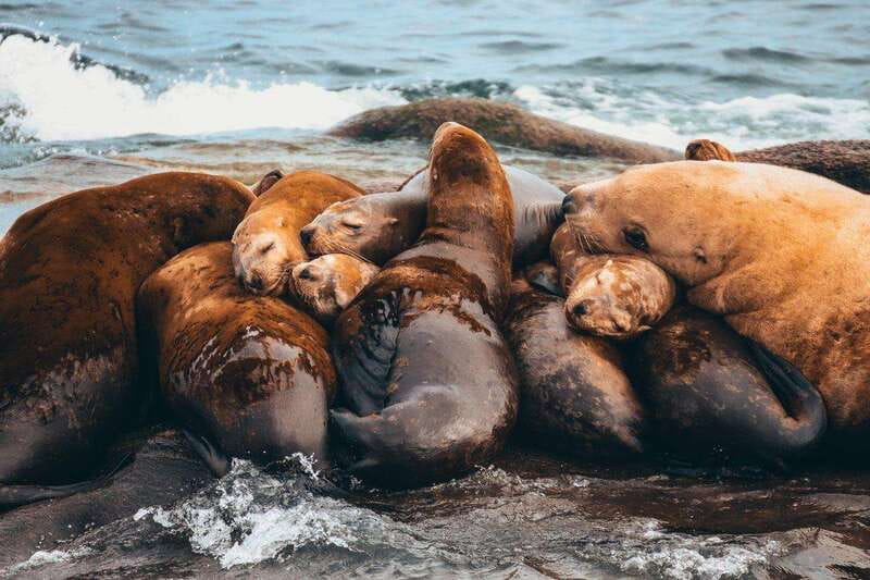 Telegraph Cove: Whale Watching Adventure with Free Photos - Three naturalists and live commentary