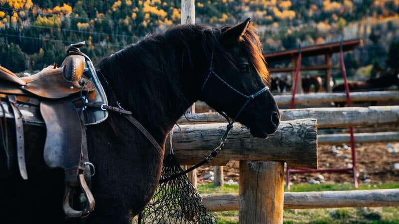 The Montagnarde: Guided horseback ride on mountain trails. - Following the rustic mountain trails