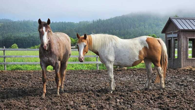 The Montagnarde: Guided horseback ride on mountain trails. - What to wear and what to leave behind